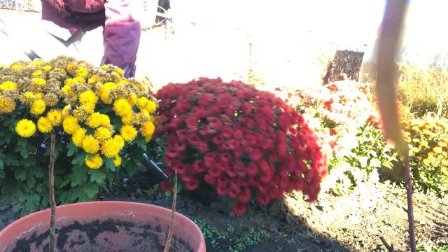 По просьбе подписчиков.Как выкапываю,как сажаю в горшки хризантему.Пошагово.#выкапываю#переваливаю# смотреть онлайн
