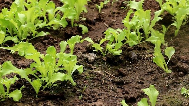 Салат листовой: посев, уход, сбор смотреть онлайн