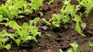 Салат листовой: посев, уход, сбор
