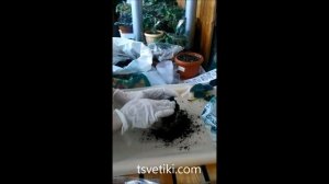 Размножение глоксинии стеблевыми черенками