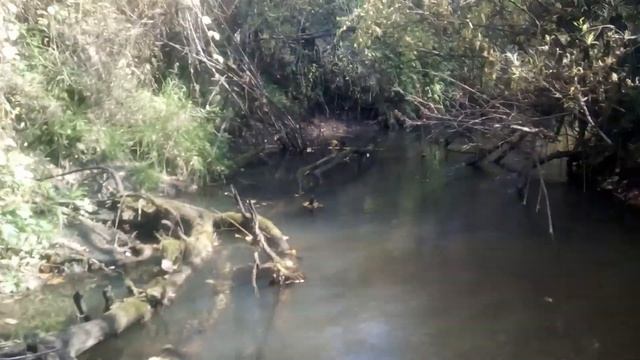 Последствия засухи для бобра . смотреть онлайн