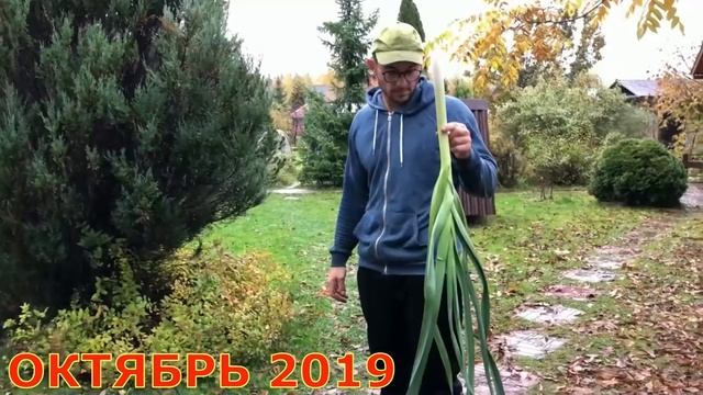 В гостях В ОГОРОДЕ ПРО открытый грунт Подмосковье август смотреть онлайн