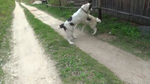 Бой Алабая с Лайкой