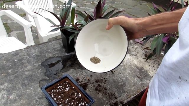 How to grow Tradescantia plants from seeds - part two смотреть онлайн