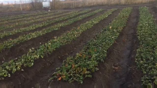 Аграрная компания "Счастливый фермер" смотреть онлайн