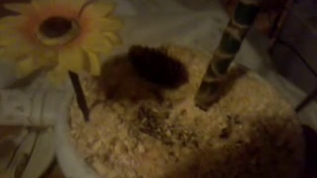 Самое эффективное удобрение для комнатных цветов смотреть онлайн