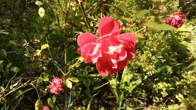 Релакс из роз, в моём саду. смотреть онлайн