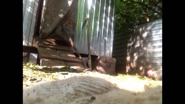 Реакция кур на сливу и телефон #1 смотреть онлайн