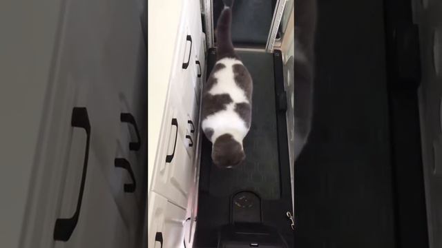 я и моя борьба с похудением смотреть онлайн