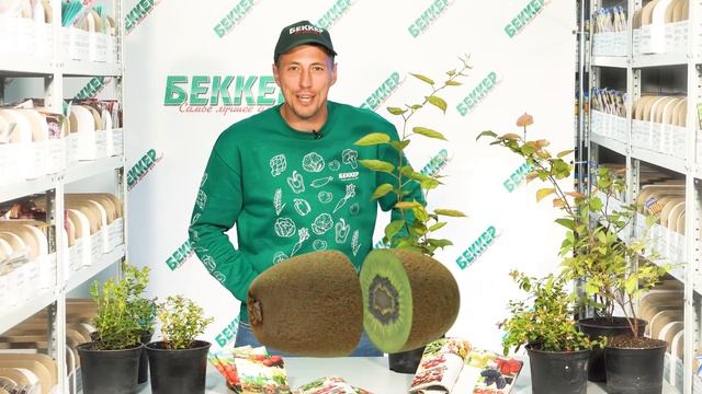 Снижение цен на саженцы мини-киви – до 40%! смотреть онлайн