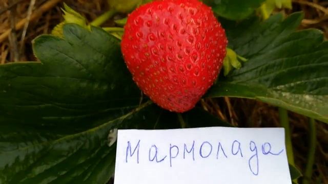 Мармолада садовая крупноплодная земляника июль 2018 года смотреть онлайн