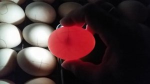 Овоскопирование яиц мускусных уток. 7-й  день инкубации.