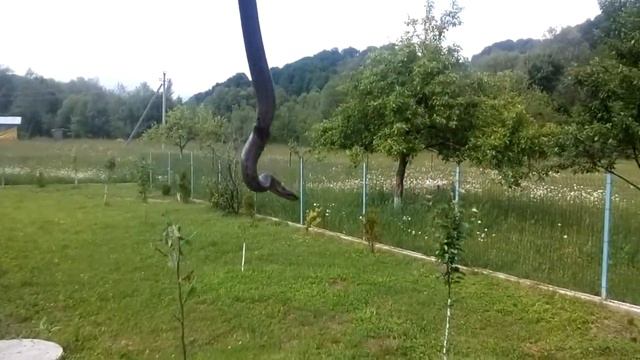Ядовитые змеи идут к жилом дому!!! смотреть онлайн
