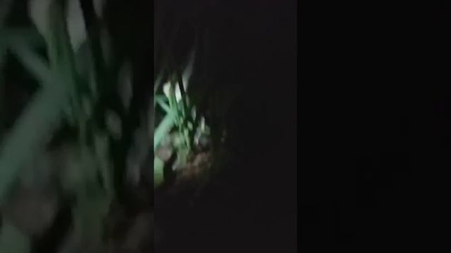 Вот кто ест ночью рассаду огурцов. смотреть онлайн