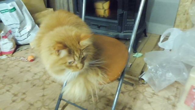 Если Вы боитесь завести щенка чихуа к коту ( кошке ) СМОТРИТЕ это видео для Вас МЕЙН КУН и ЧИХУАХУА смотреть онлайн