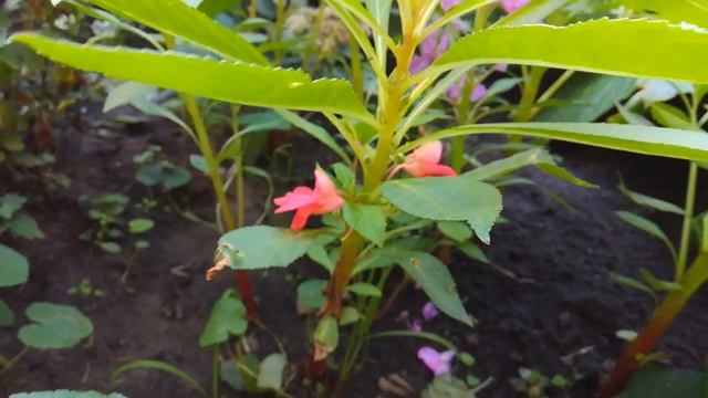 Цветы возле нашего подъезда смотреть онлайн