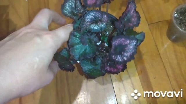 Комнатные растения . Обработка от вредителей. И когда решила пересадить два цветочка .