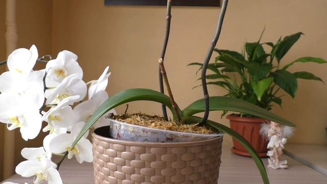 ПЕРВЫЙ ПОЛИВ ОРХИДЕИ НА ФИТИЛЕ ПОСЛЕ ПЕРЕСАДКИ ? HB-101 смотреть онлайн