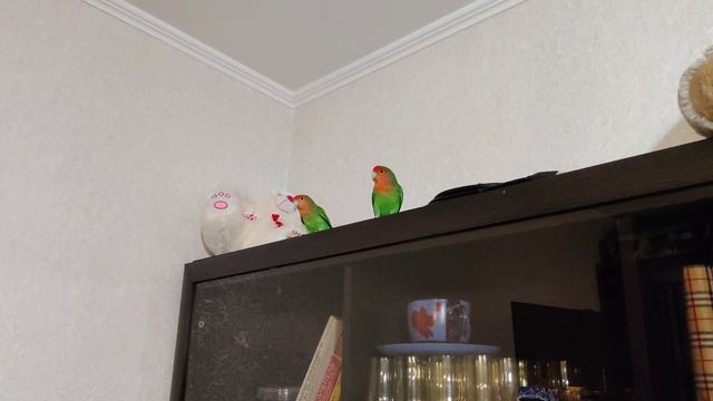 Неразлучники Никуша и Фрей не хотят домой. Lovebird Nikusha and Frey doesn't want to home. смотреть онлайн