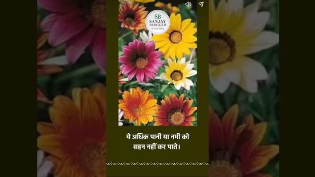 Mastering Gazania Flower Care: Tips and Techniques for Thriving Blooms смотреть онлайн