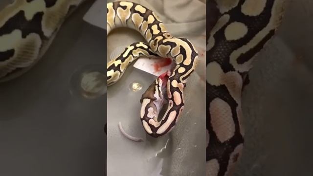 Snake Strike and Feeding on Dead Mouse - Ball Python - Supper Time смотреть онлайн
