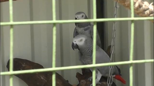 Опекунство над животными. смотреть онлайн