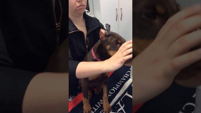 Rio Dobermans Ear Cleaning before posting. Ginger 2020 смотреть онлайн