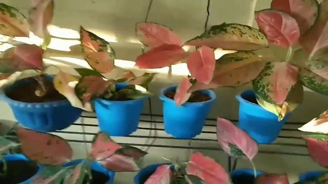 Aglaonema Collection 2021 смотреть онлайн