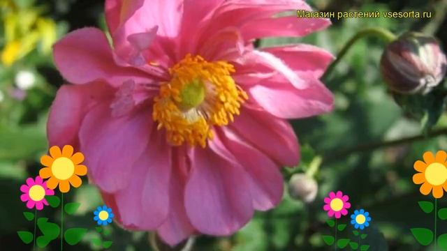 Анемона японская Маргарет. Краткий обзор, описание характеристик anemone japonica Margarete смотреть онлайн