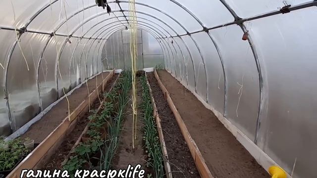 Каким препаратом можно оживить розы . смотреть онлайн