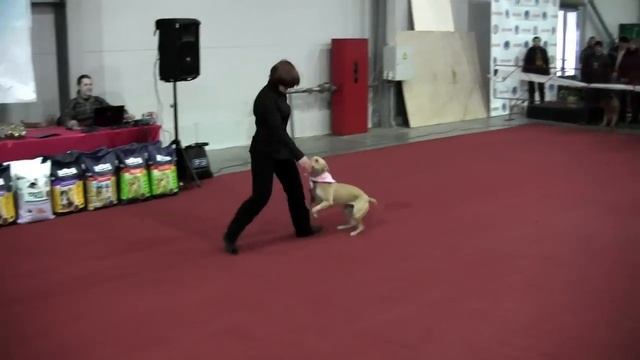 Фристайл с Инди CACIB - WKU, Киев 29.11.14 смотреть онлайн