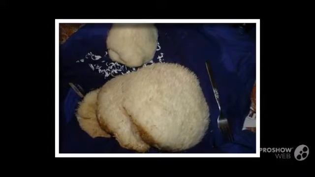 Hericium erinaceus - fungi kingdom смотреть онлайн