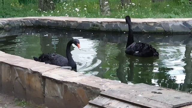 Эму рычит Emu Growls