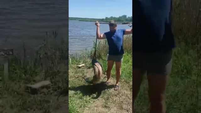 Шикарный толстолобик на ставке! #рыбалка #рыбалка_в_каменском #весенний_клев #fishing #толстолобик смотреть онлайн