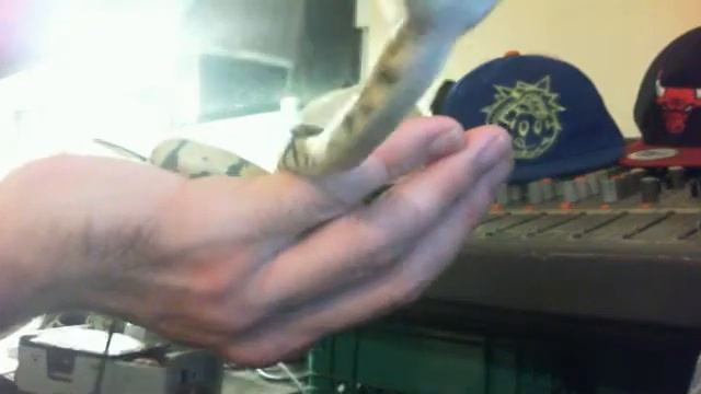 bal python wobble Webcam video from September 20, 2012 9:21 PM смотреть онлайн