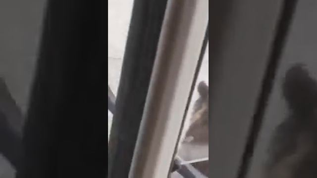 Атака медведей смотреть онлайн