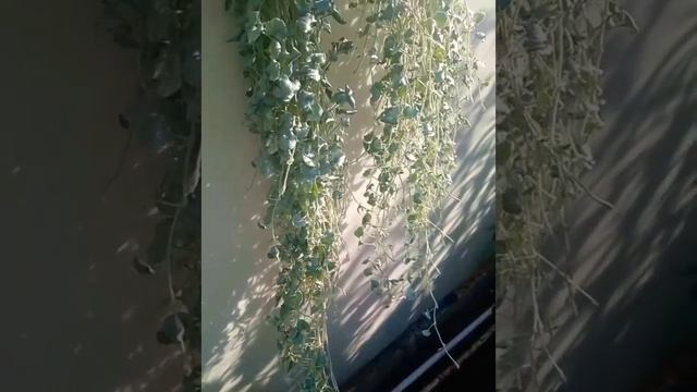 Дихондра серебристая и Изумрудная. смотреть онлайн