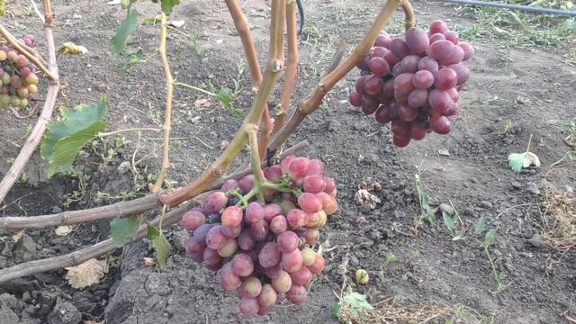 Виноград Дарвика (Калугин.В.М.) смотреть онлайн