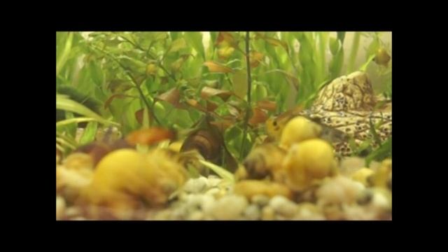 Улитки Ампулярии и их аквариумный мир