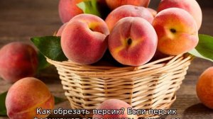 Обрезка персика