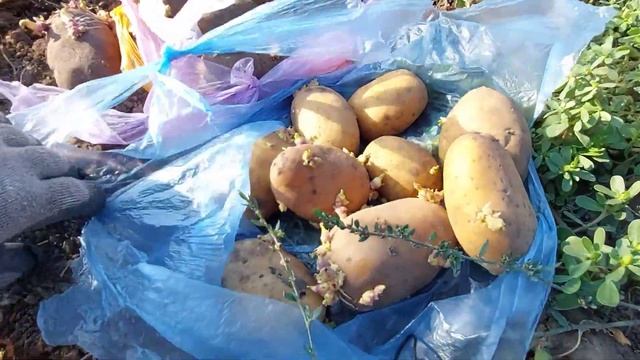 Садим картошку на второй урожай. смотреть онлайн