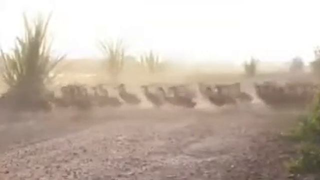 Танец маленьких утят) смотреть онлайн