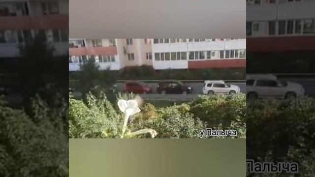 БРАЖНИК ЯЗЫКАН – «КОЛИБРИ» НА ДАЧНОМ УЧАСТКЕ смотреть онлайн