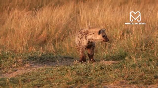 O LEOPARDO NÃO SABIA QUE A HIENA IRIA FAZER ISSO смотреть онлайн