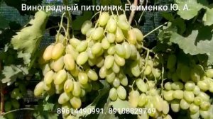 виноград Белая акация