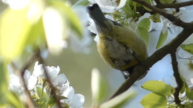 Обыкнове́нная лазо́ревка (лат. Cyanistes caeruleus) смотреть онлайн