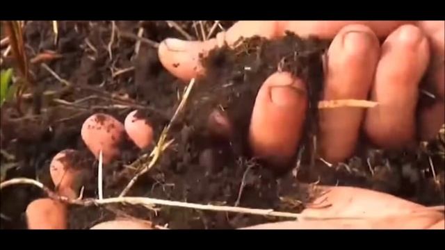 Структура почвы смотреть онлайн