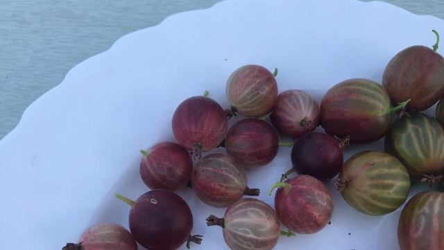 Ежемалина Блек Джевел в сравнении с другими ягодами. смотреть онлайн