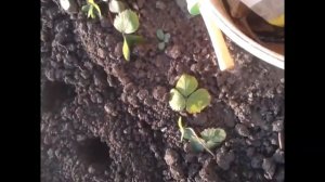 посадка лука и чеснока в зиму на Урале