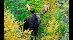 Лось на реву/Как кричит лось на реву/Гон лося звук/Голос лося на гону